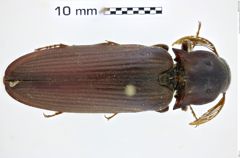 Foto (Dorsalansicht) von Pseudotetralobus corrosus (NHMW-ZOO-COL-0010557)